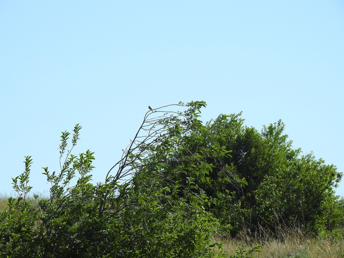 Clay-colored Sparrow - ML245828321