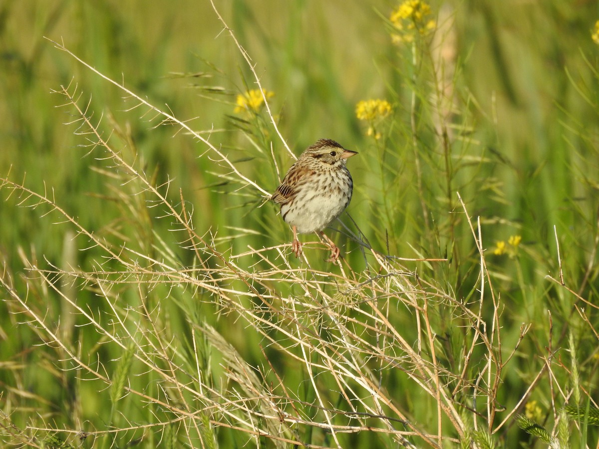 Savannah Sparrow - ML245828471