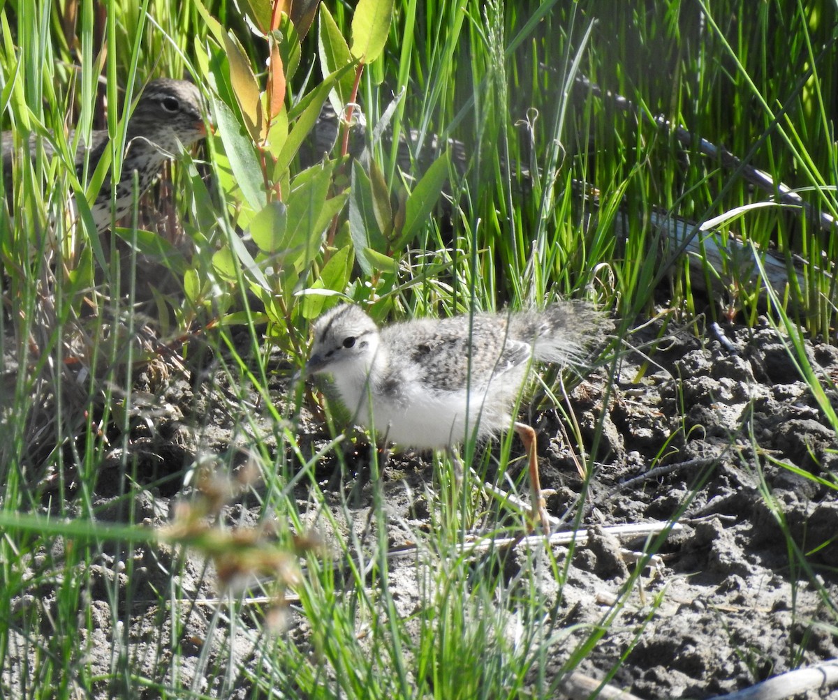 Spotted Sandpiper - ML245828501