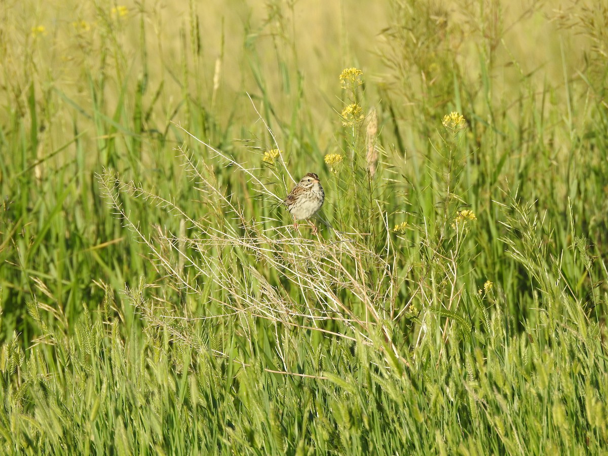 Savannah Sparrow - ML245828581