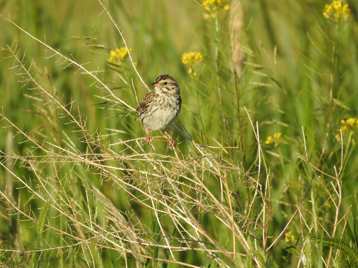 Savannah Sparrow - ML245828601