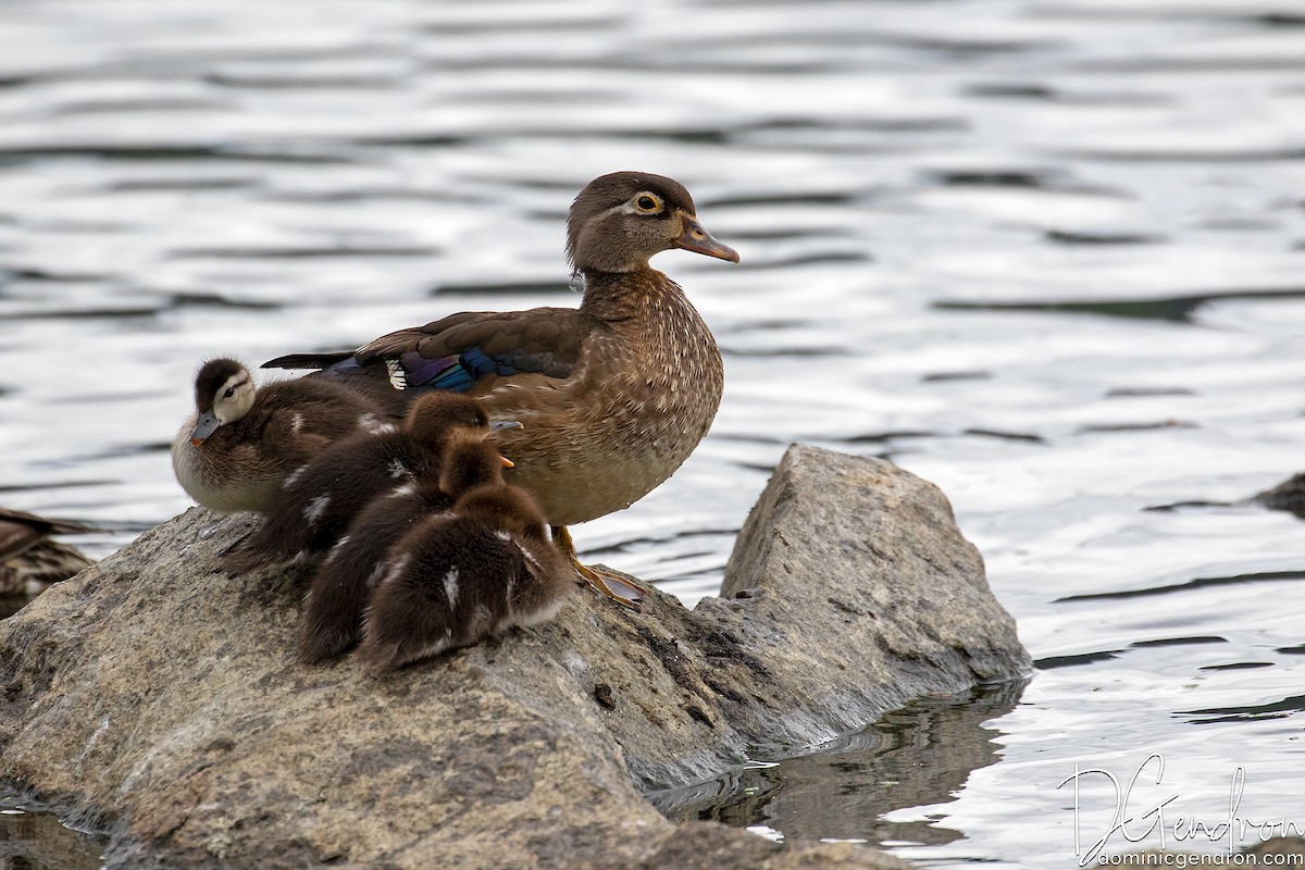 Hooded Merganser - ML245832371