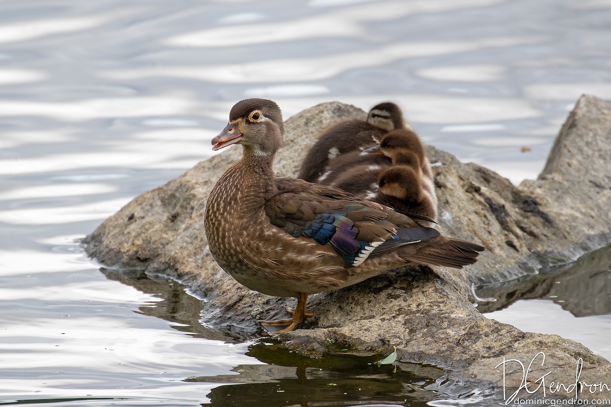 Hooded Merganser - ML245832381