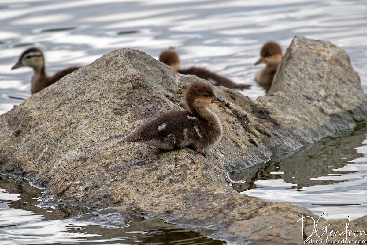 Hooded Merganser - ML245832401