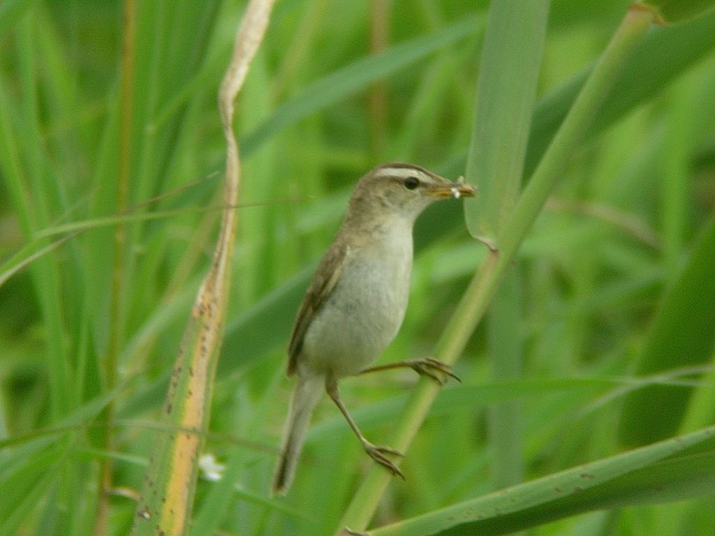 Black-browed Reed Warbler - ML245832761