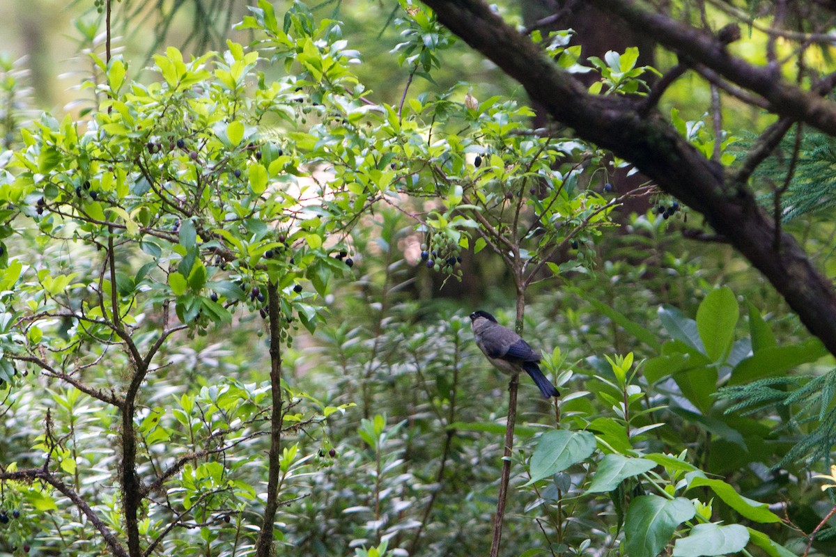 Azores Bullfinch - ML245833001