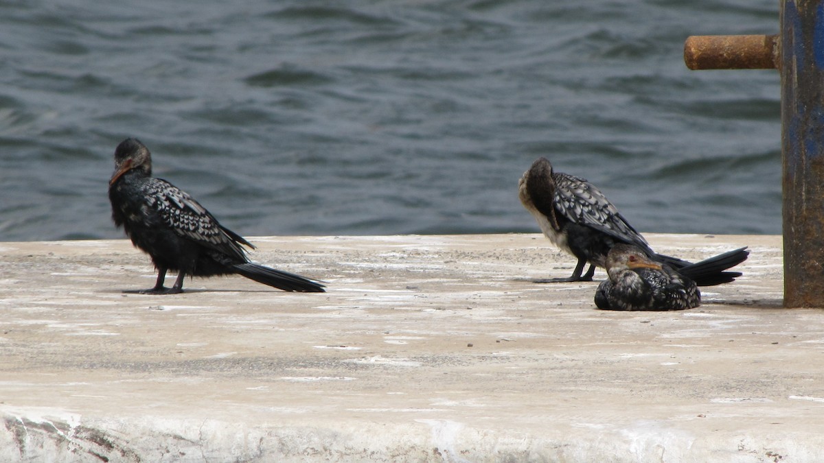 Long-tailed Cormorant - ML245835561