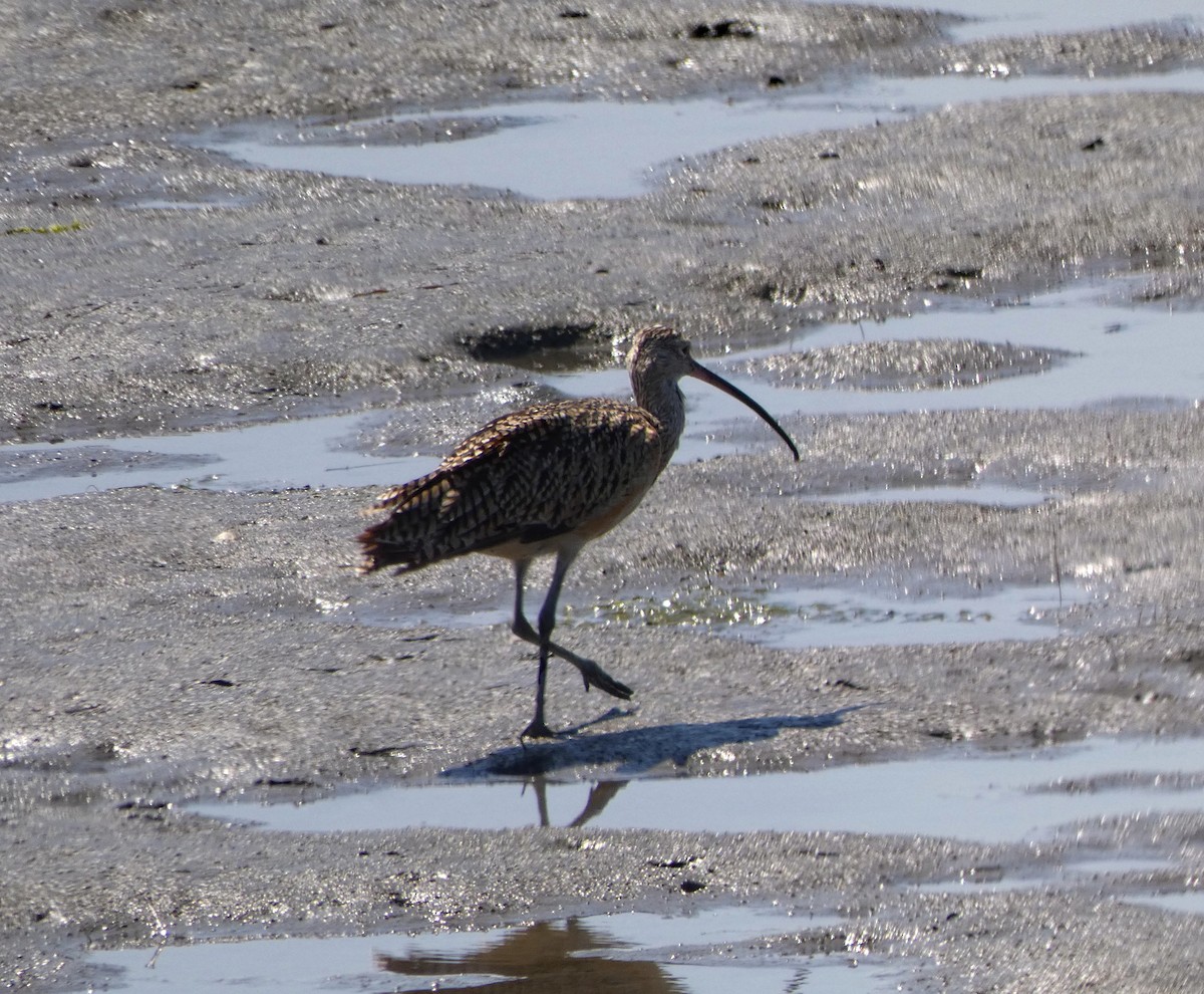 Long-billed Curlew - ML245835691