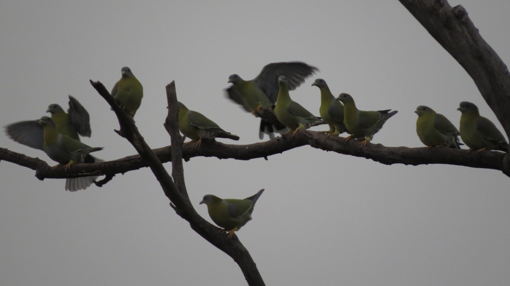 Yellow-footed Green-Pigeon - ML24583571