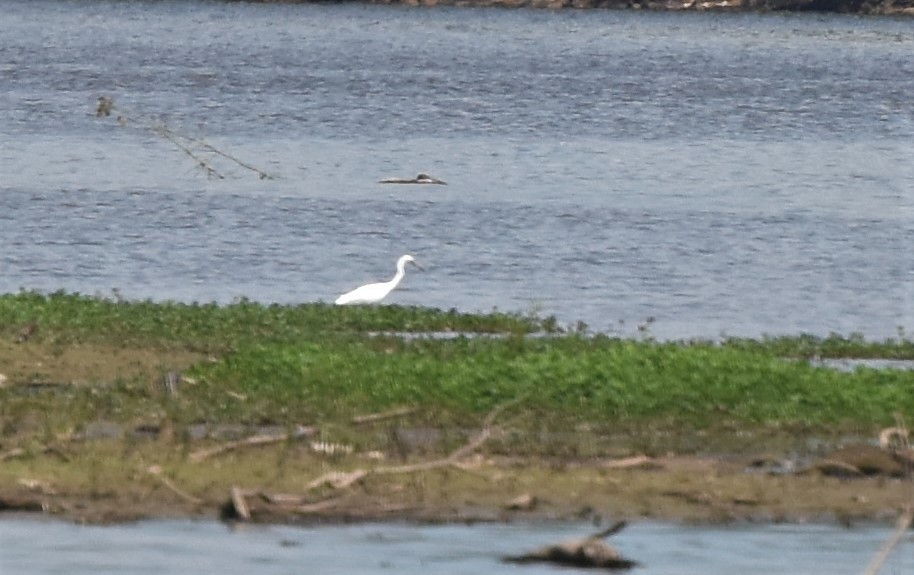 Little Blue Heron - ML245835901