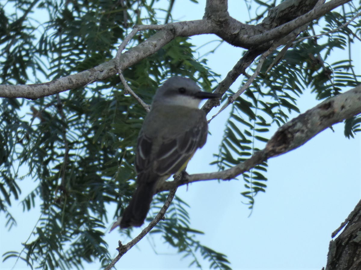 Tropical Kingbird - ML245836271