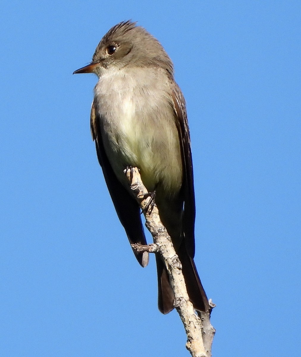 Western Wood-Pewee - ML245836861