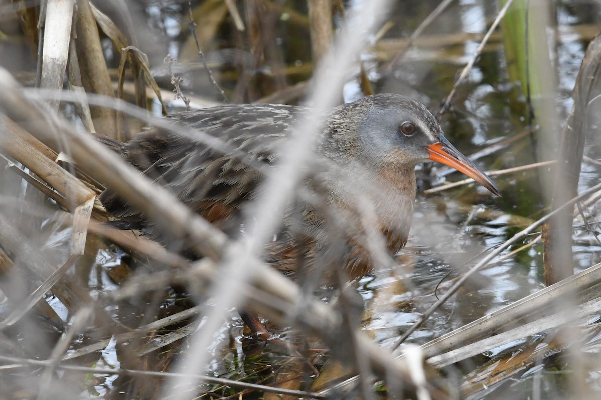 Virginia Rail - ML245837121