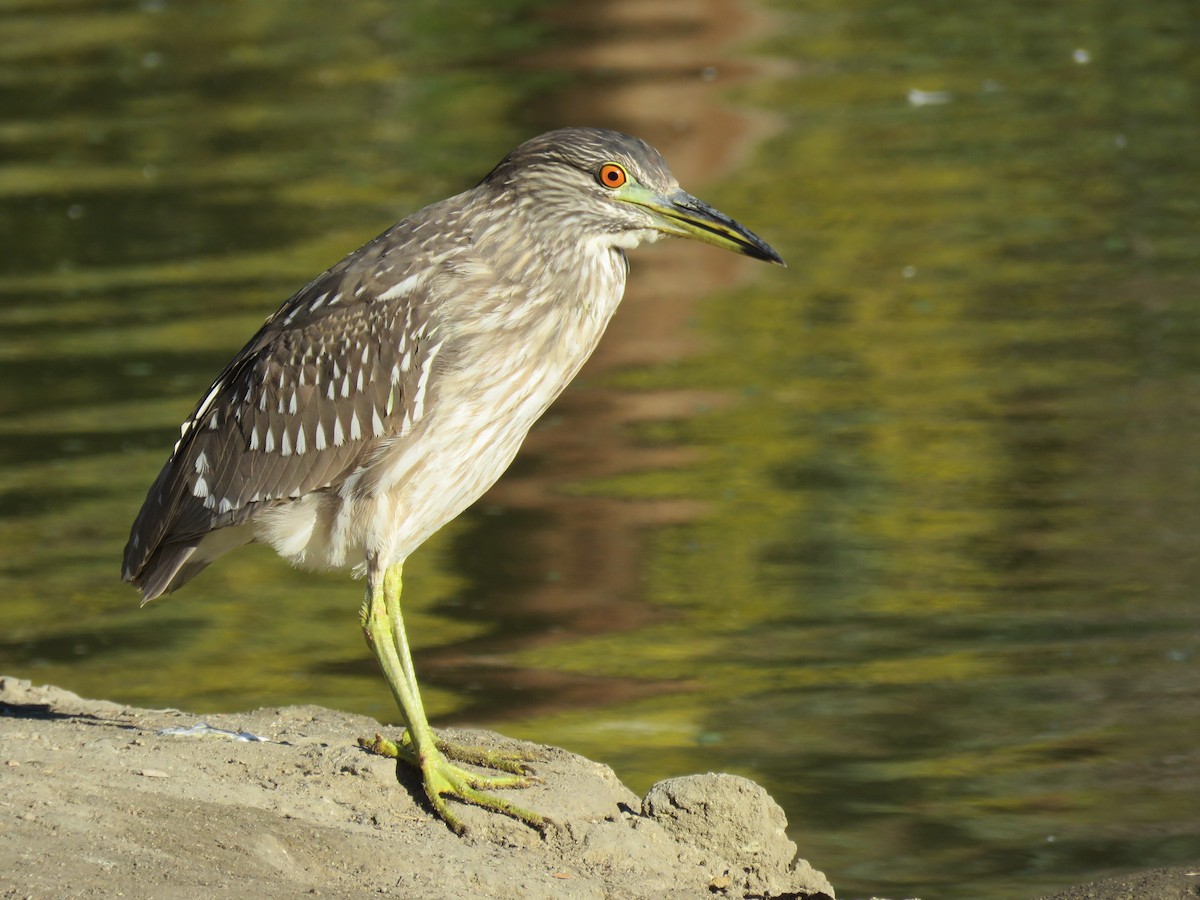 Black-crowned Night Heron - Denise Riddle