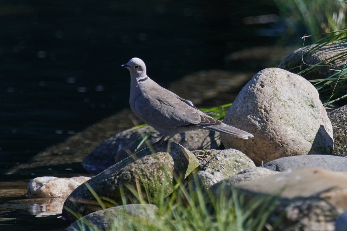 Eurasian Collared-Dove - ML245839851