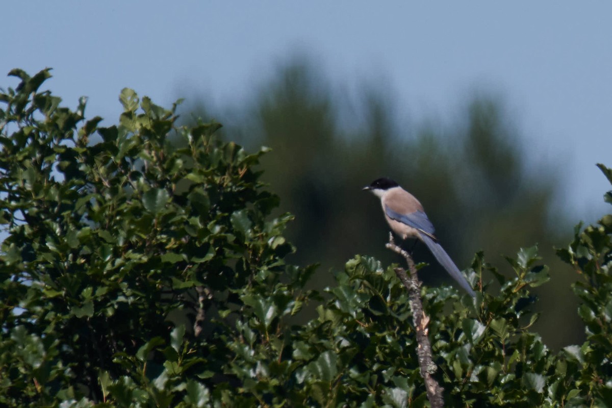 Iberian Magpie - ML245839871