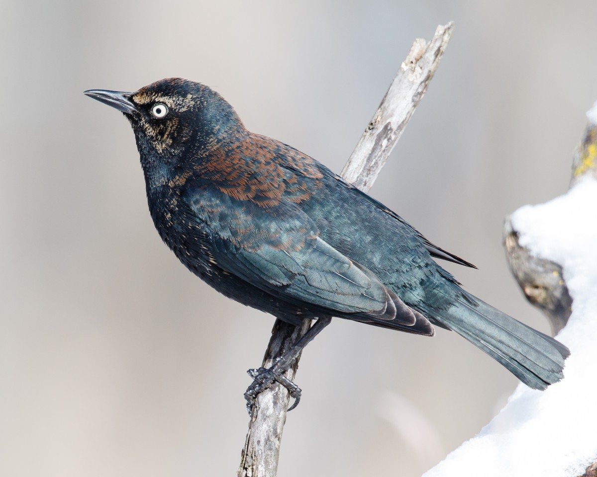 Rusty Blackbird - Jeff Stacey