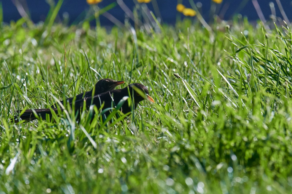 Eurasian Blackbird - ML245840761