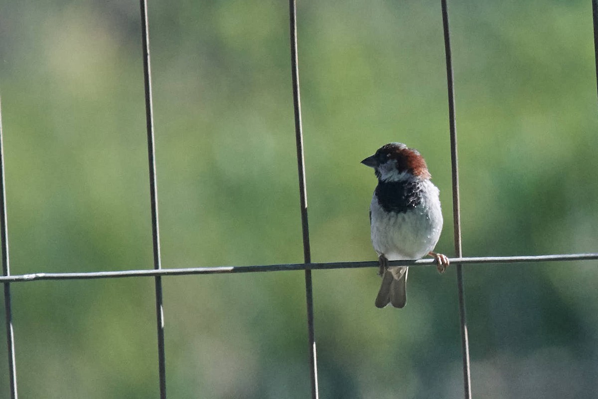 House Sparrow - Eduardo  Flor