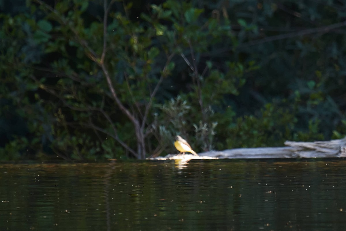 Gray Wagtail - ML245840861