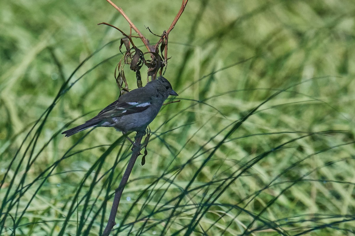 Common Chaffinch - ML245840901