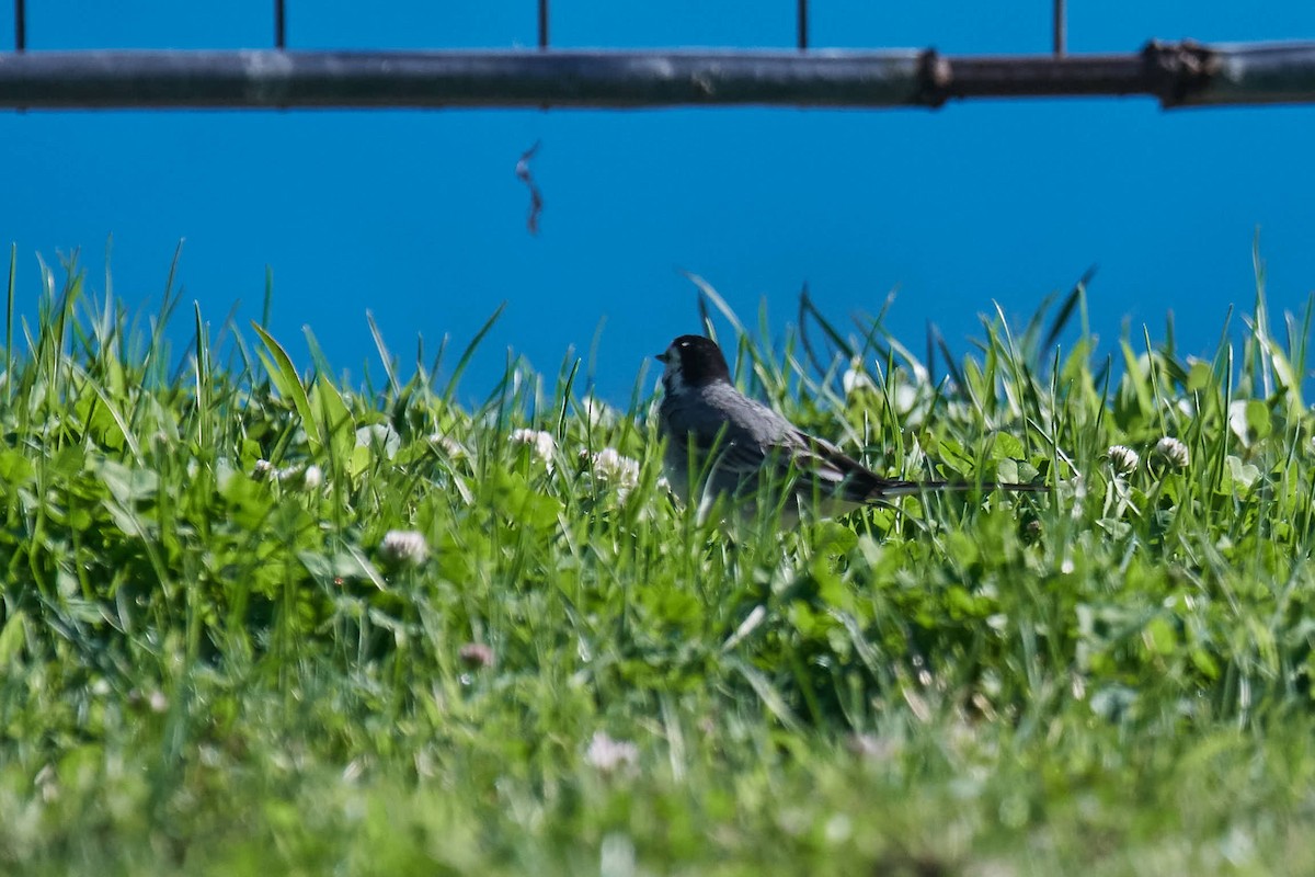 White Wagtail - ML245841131