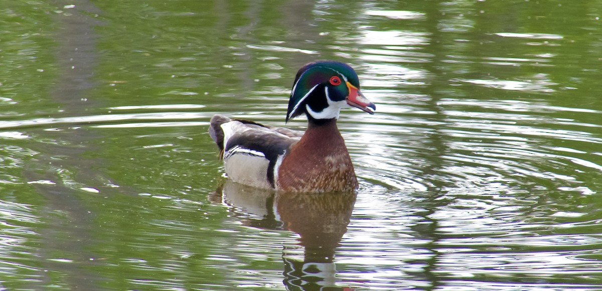 Wood Duck - ML245842411