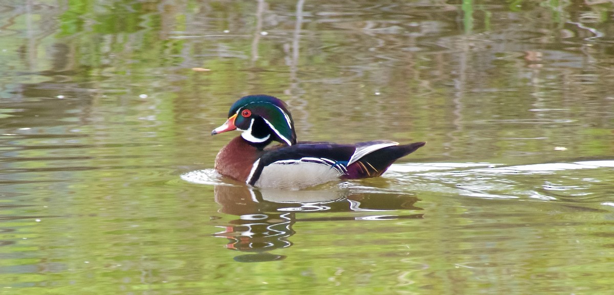 Wood Duck - ML245842421