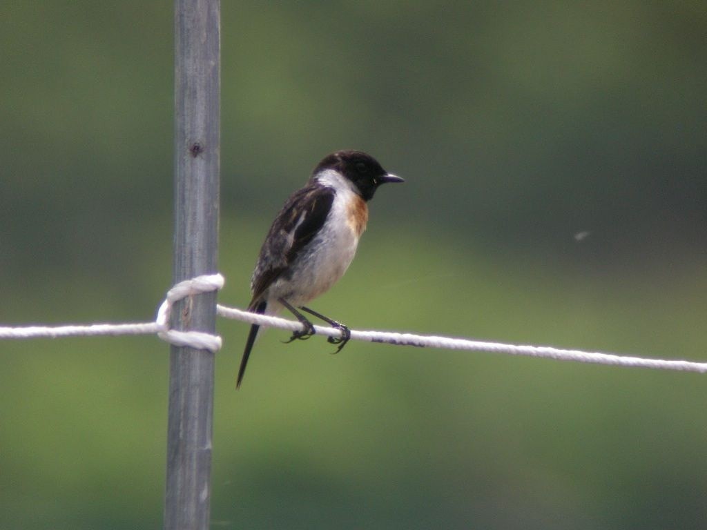 Amur Stonechat - ML245842561