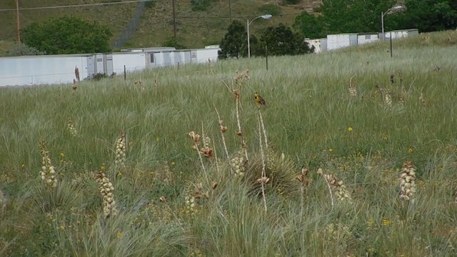 Eastern Meadowlark (Eastern) - ML245847461