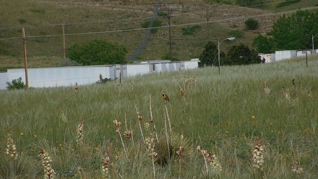 Eastern Meadowlark (Eastern) - ML245848121
