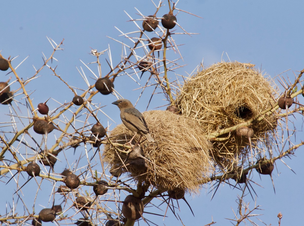 Gray-headed Social-Weaver - ML245850211