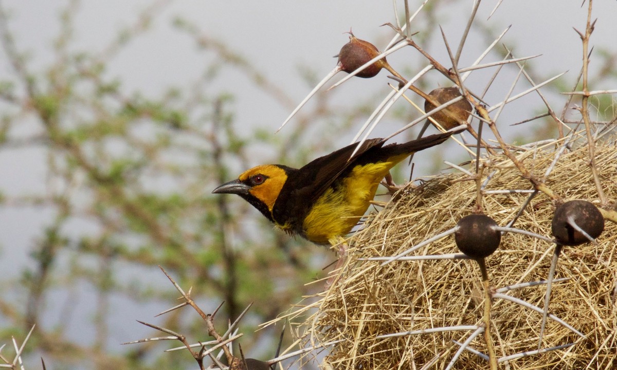 Spectacled Weaver - ML245850291