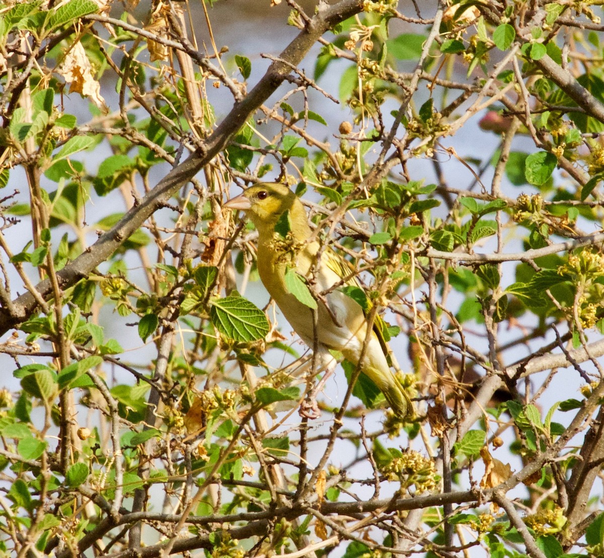 Speke's Weaver - ML245850321