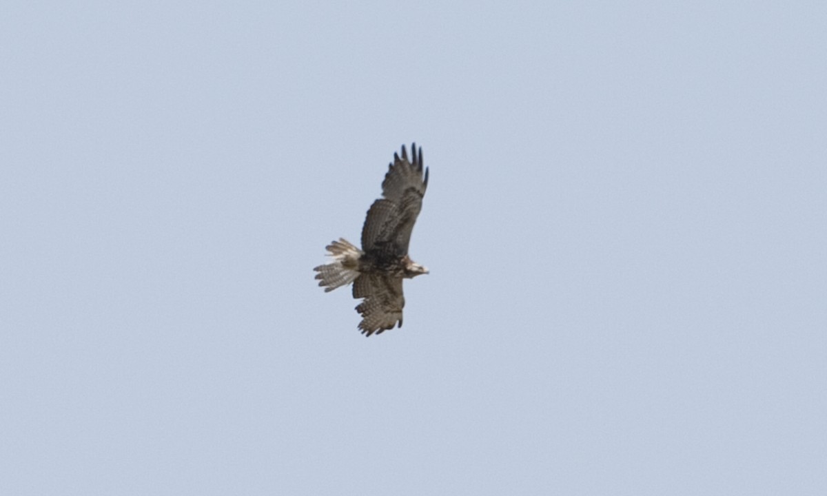 Swainson's Hawk - ML245851331