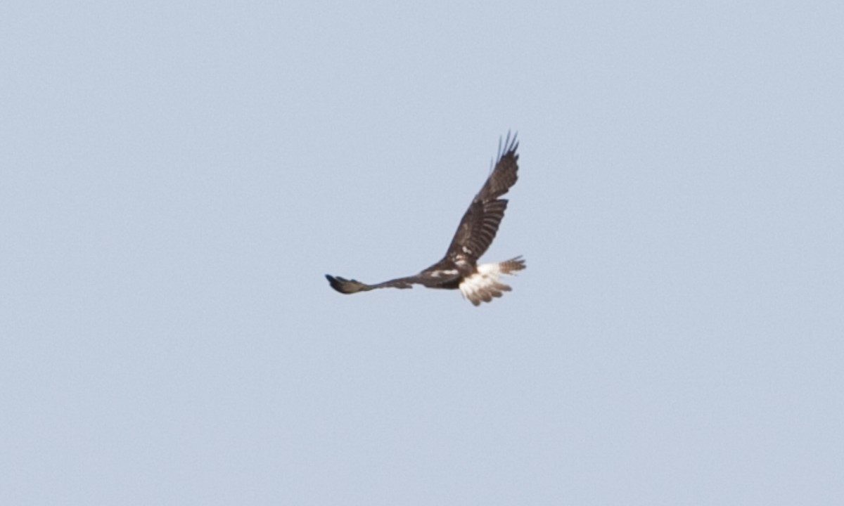 Swainson's Hawk - ML245851361