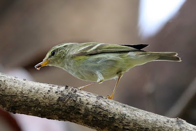 Yellow-browed Warbler - ML245851601