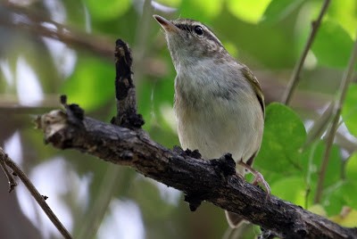 Pale-legged Leaf Warbler - ML245851641