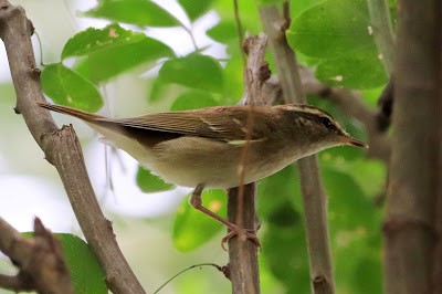 Pale-legged Leaf Warbler - Kris Webb