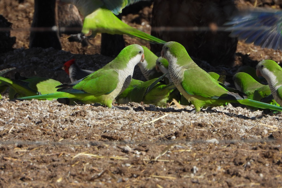 Monk Parakeet - ML245851681