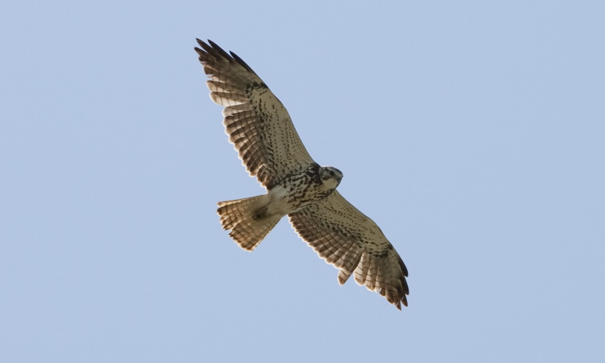 Swainson's Hawk - ML245852041