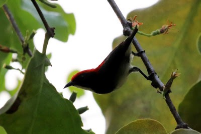 Scarlet-backed Flowerpecker - ML245852331