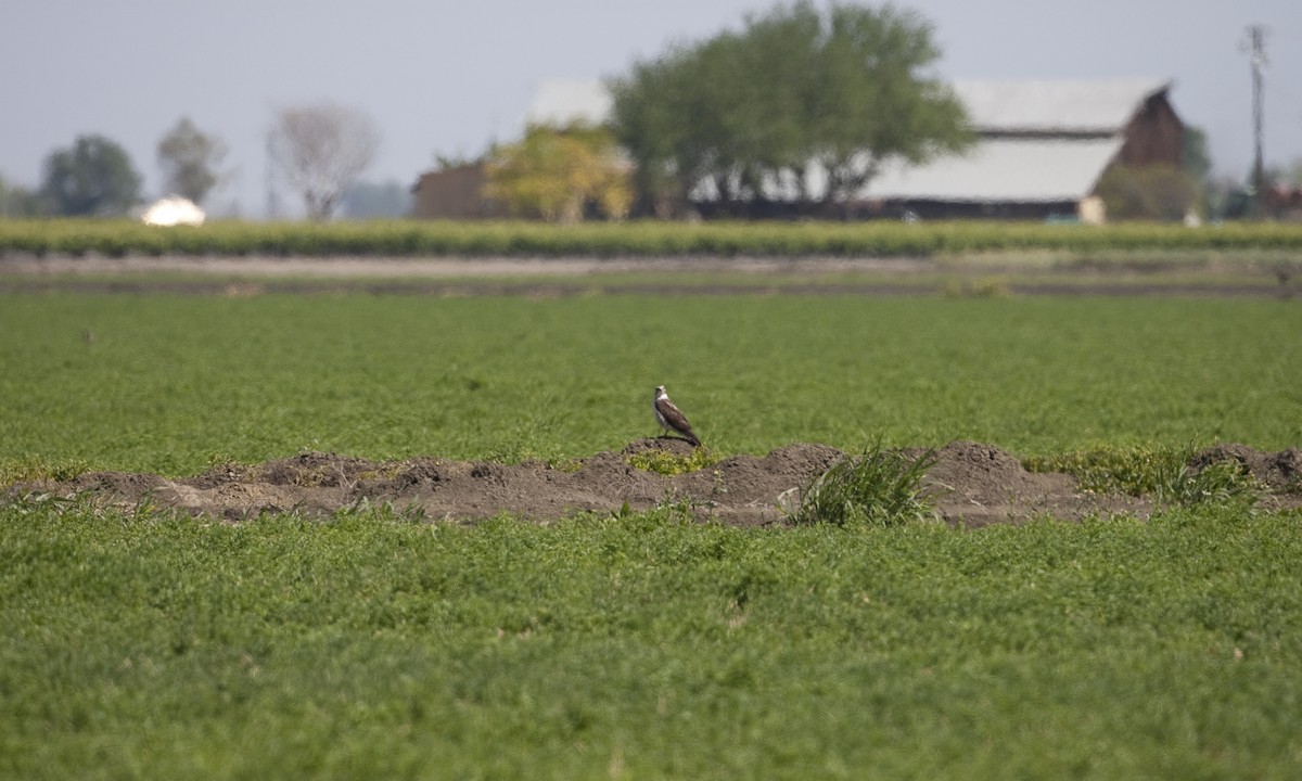 Swainson's Hawk - ML245852631