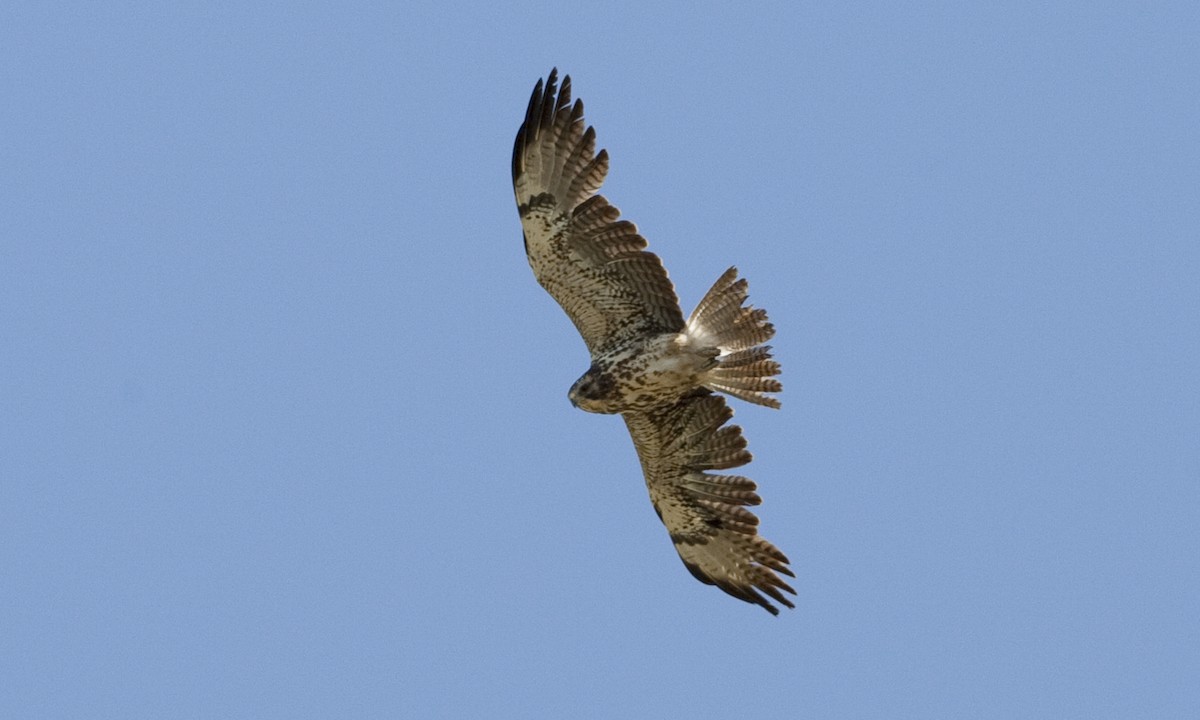 Swainson's Hawk - ML245853331