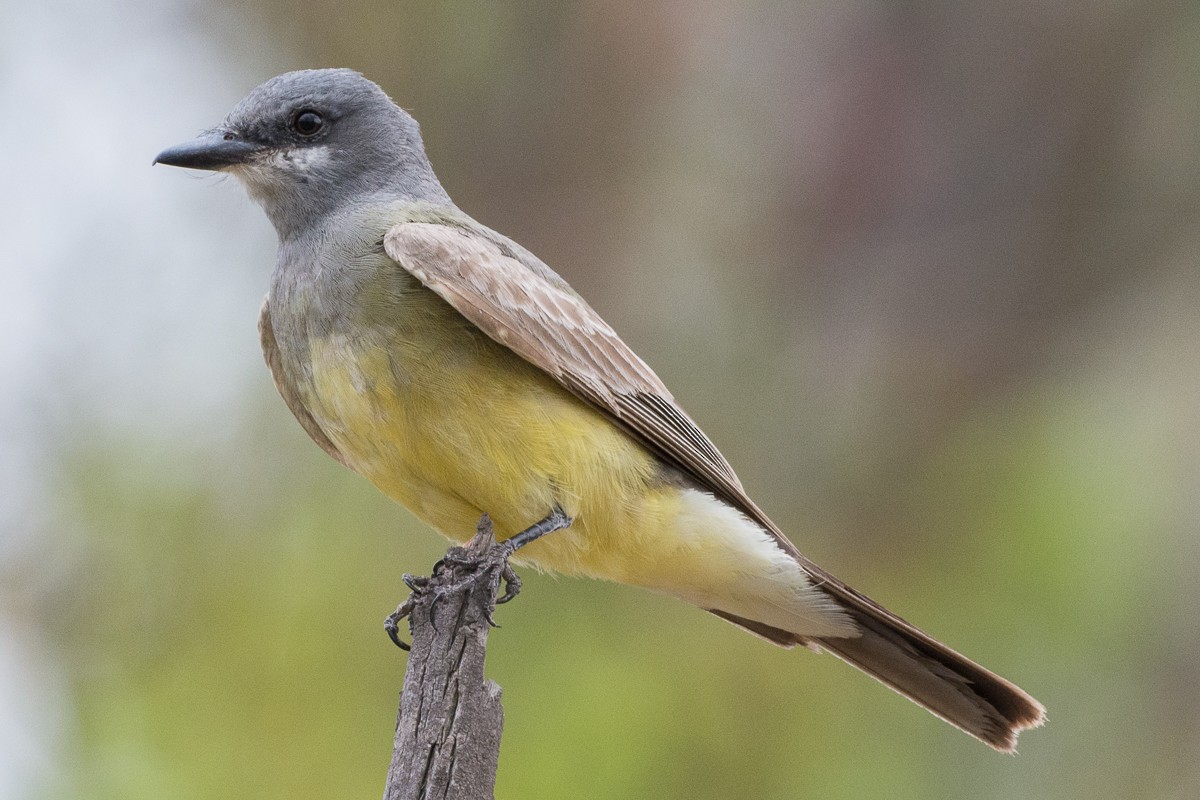 Cassin's Kingbird - ML245853391