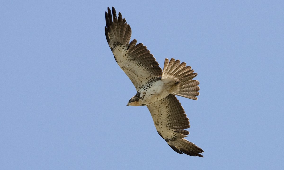 Swainson's Hawk - Brian Sullivan