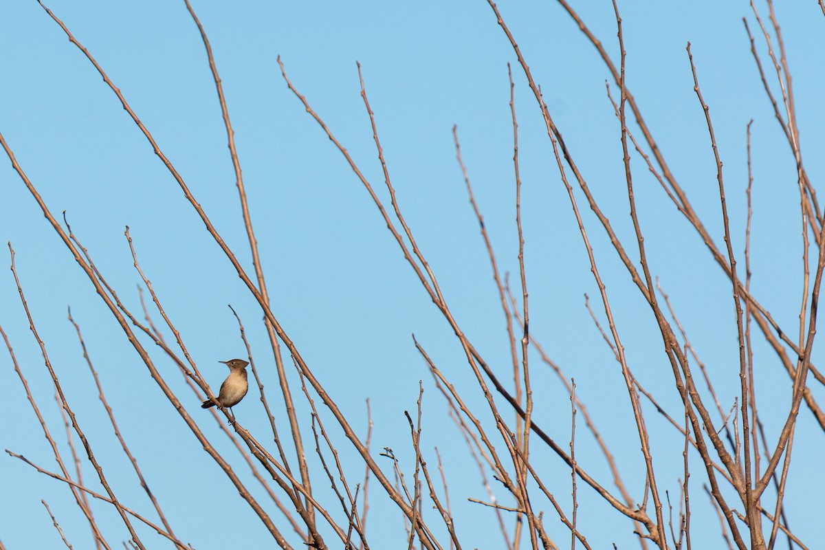 House Wren - ML245853551