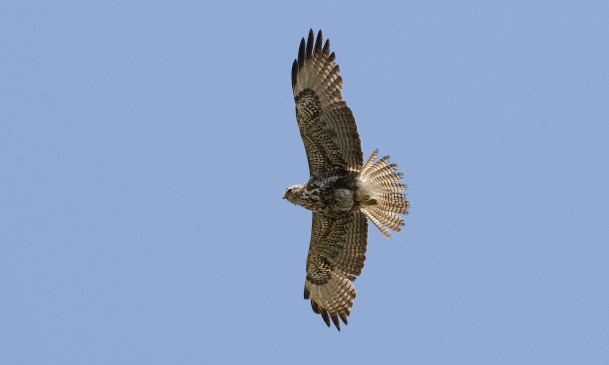 Swainson's Hawk - Brian Sullivan