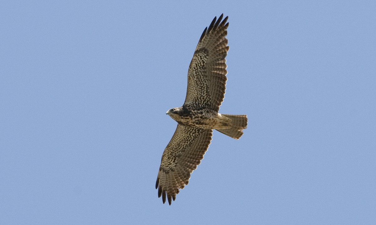 Swainson's Hawk - ML245853801