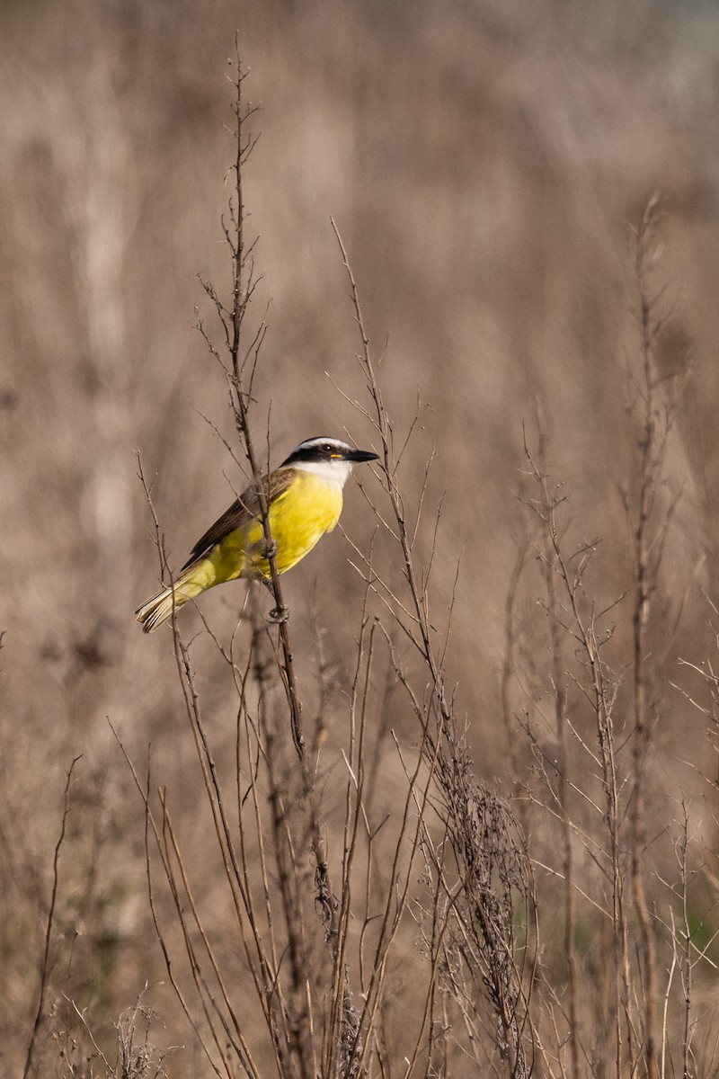 Great Kiskadee - ML245853971